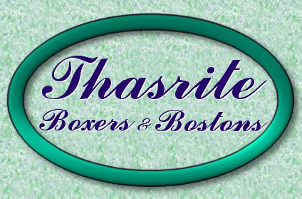 Welcome to Thasrite Boxers and Bostons